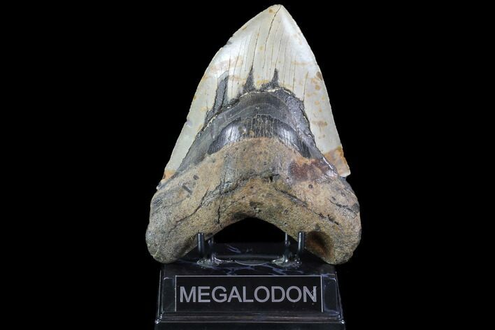 Fossil Megalodon Tooth - Massive Tooth #86501